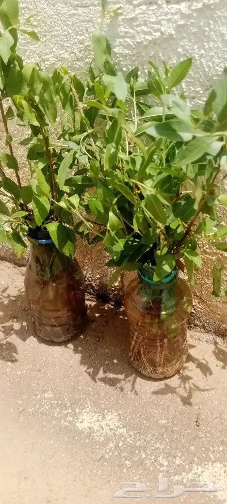 شتلات حنى للبيع 0