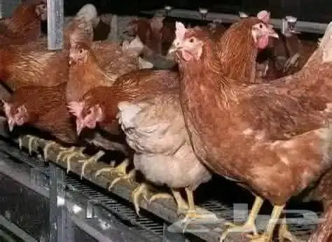 مشرف مزارع الدواجن وليه خبره عاليه في هذا المجال 7