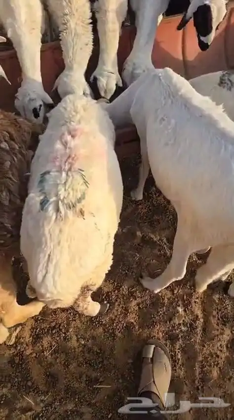 للبيع غنم ساكني 0