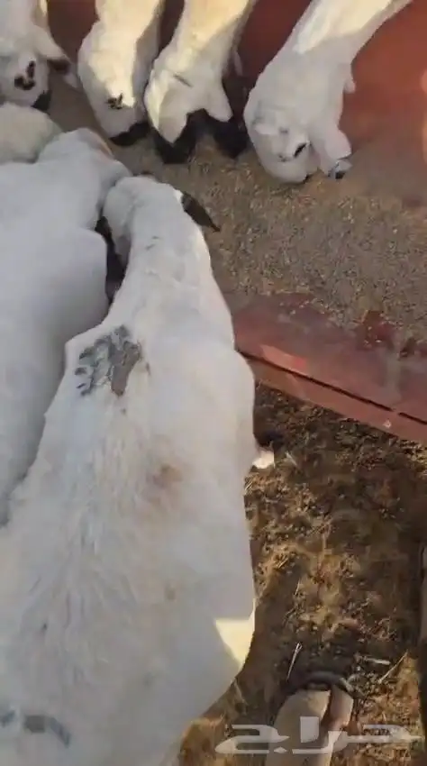 للبيع غنم ساكني 1