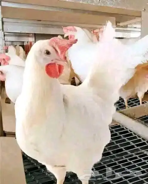 مشرف مزارع الدواجن وليه خبره عاليه في هذا المجال 8