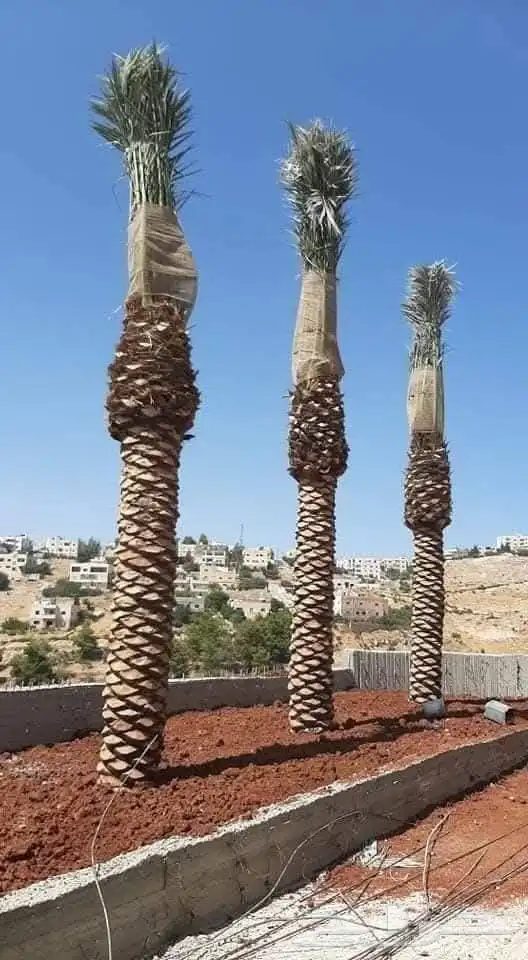 اعلان عن نخل عربي واشنطن من المتر الى السته المتر متوفر 11