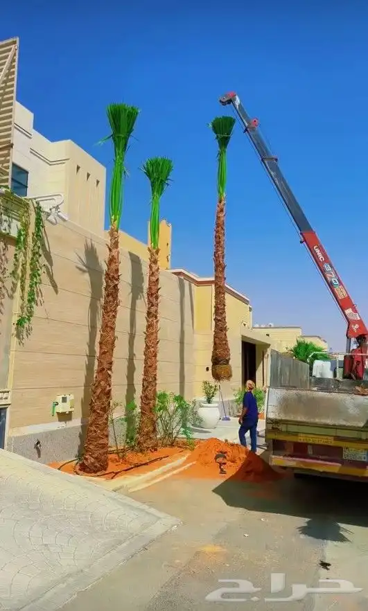 نخل وشنطني زينه بجميع المقاسات 2