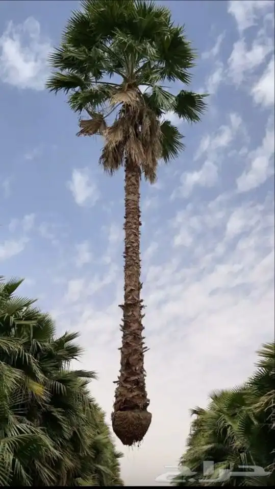 نخل وشنطني زينه بجميع المقاسات 0