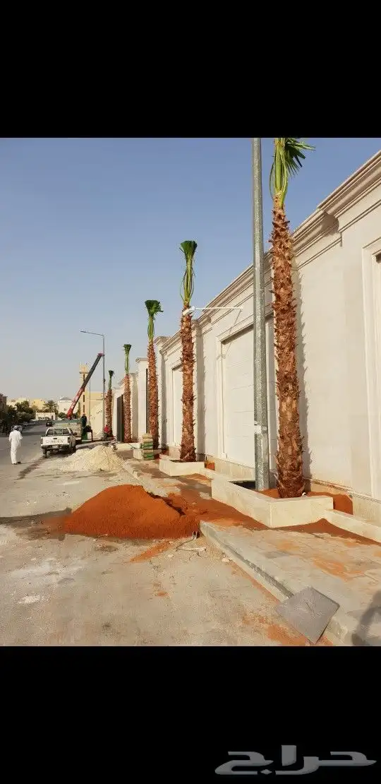 نخل وشنطني زينه بجميع المقاسات 1