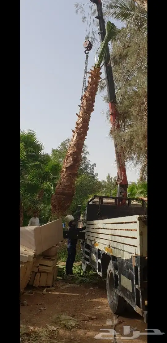 نخل وشنطني زينه بجميع المقاسات 3