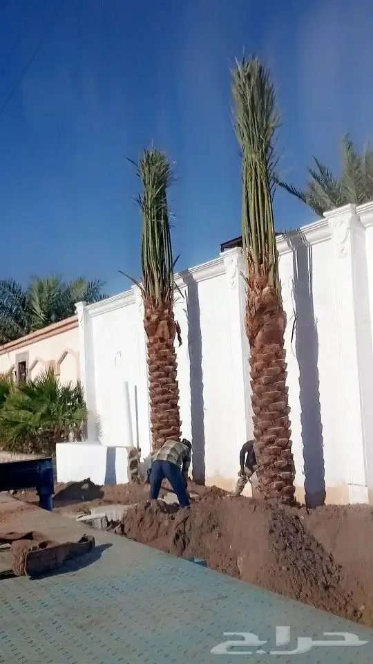 نخيل للبيع من جميع الانواع صقعي مجدور برحي سكري واثان 2