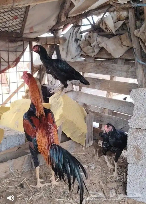 دجاج شامو 1