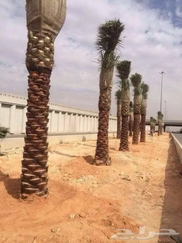 اعلان عن نخل عربي واشنطن من المتر الى السته المتر متوفر 12