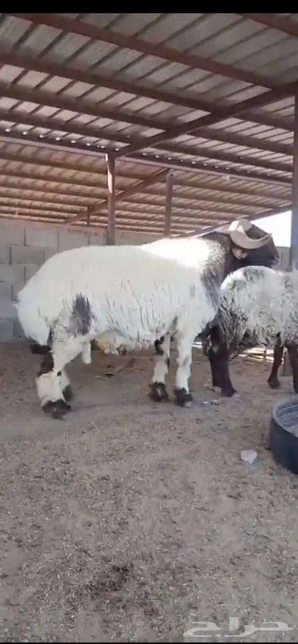 فحل نعيم صنف فاخر 0