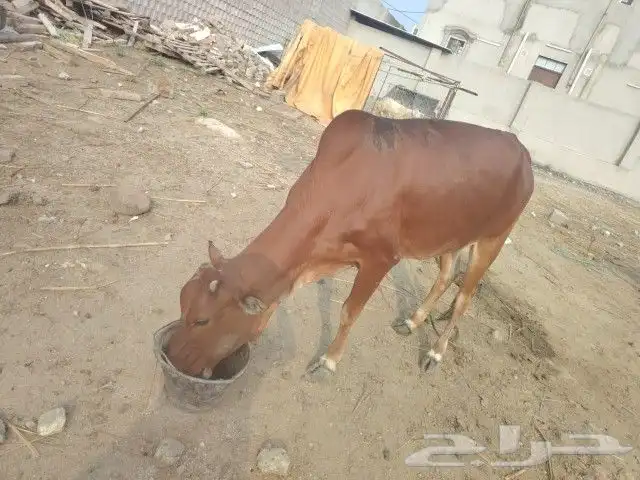 بقره للبيع العمر سنه و9شهور تقريبا لم تولد من قبل شحم ولحم ف 2