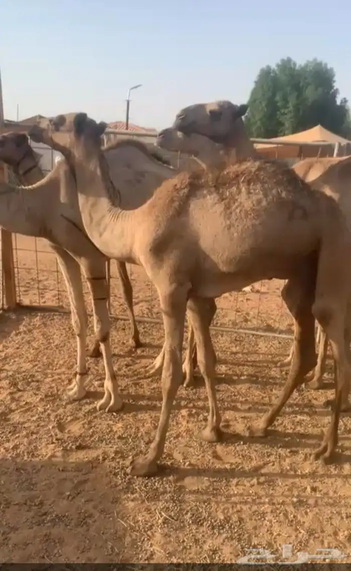عدد 10 قعدان صومالية مفاريد للبيع 2
