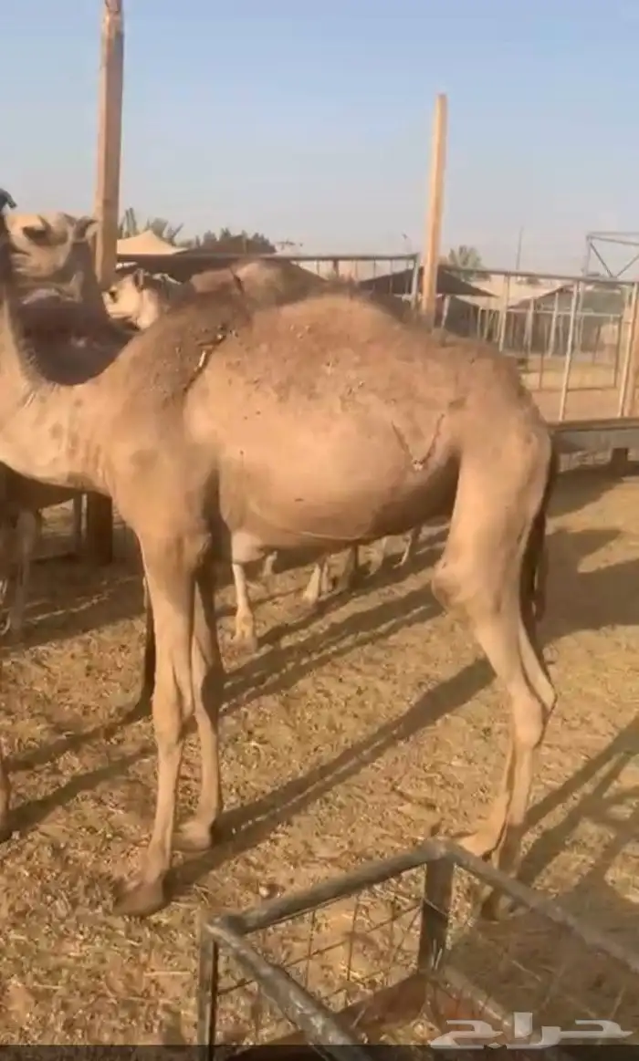 عدد 10 قعدان صومالية مفاريد للبيع 3