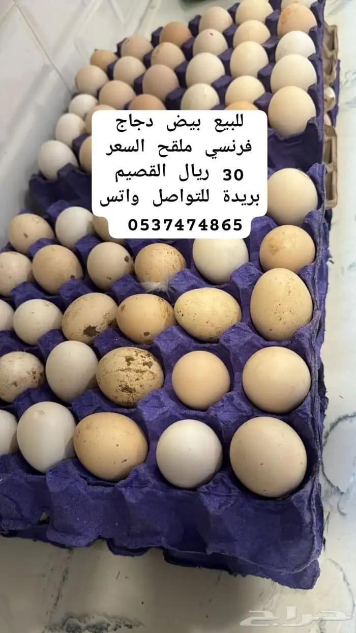 بيض دجاج فرنسي ملقح 0