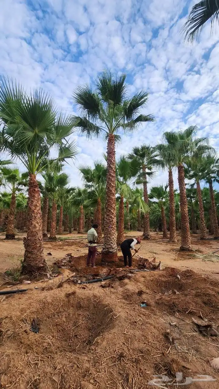 نخيل للبيع من جميع الانواع صقعي مجدور برحي سكري واثان 0