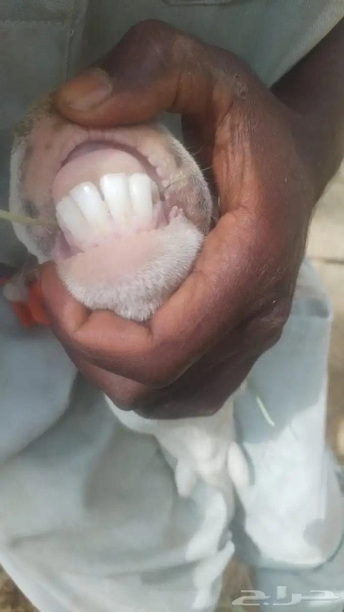 شاه حليب وسرحة جبال تحتها طلي 5