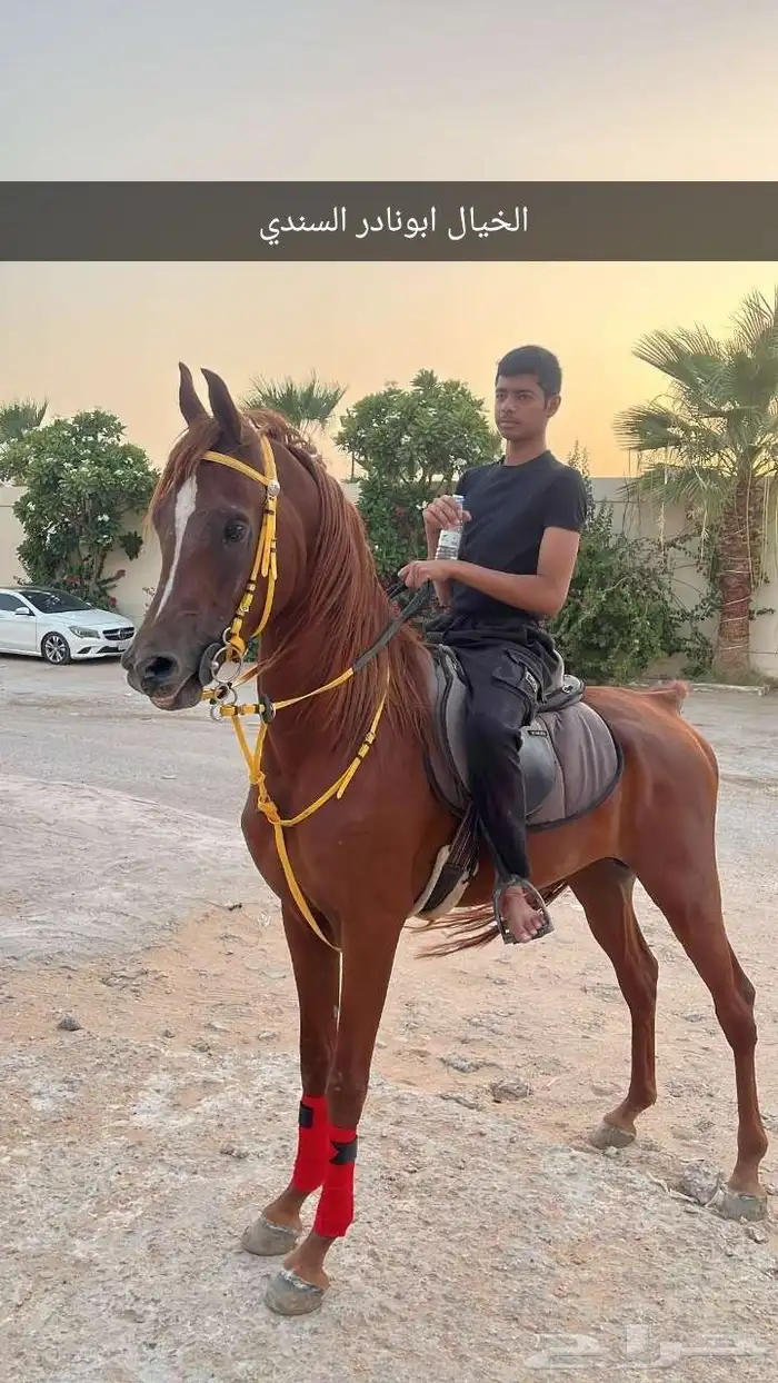 للبيع مجموعه من الخيل 0