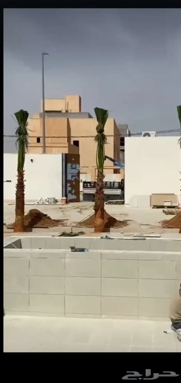 نخل واشنطني للبيع 9