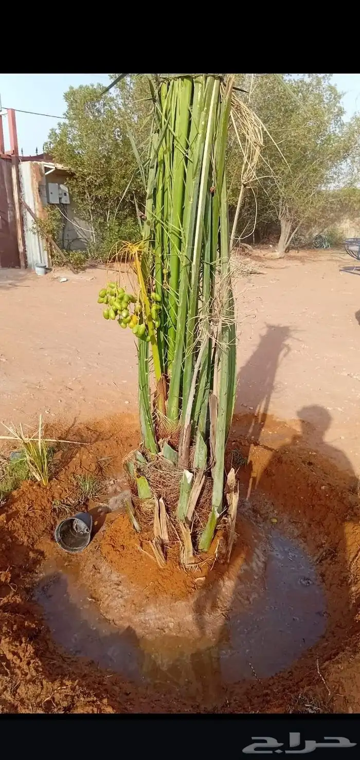 نخيل بجميع انواعها 3