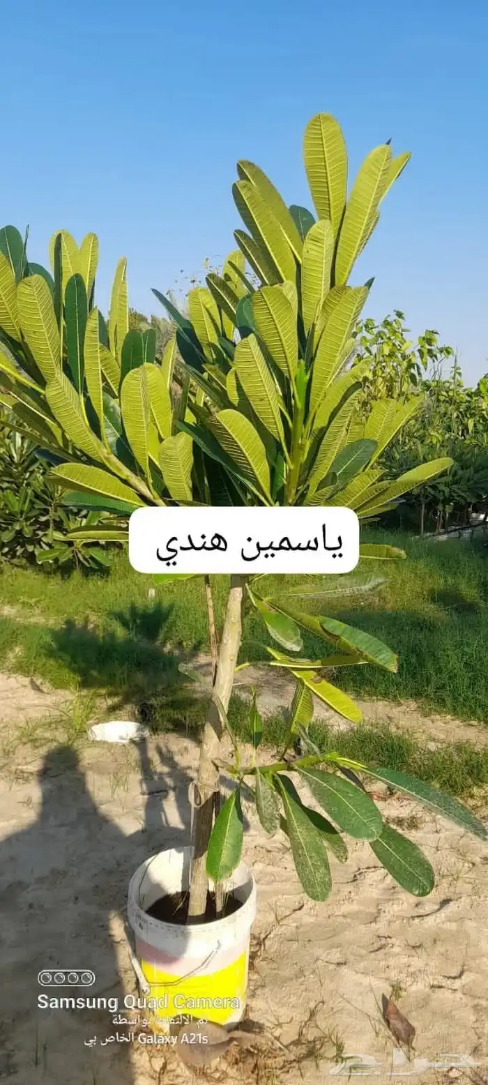 مشتل تنسيق حدائق 6