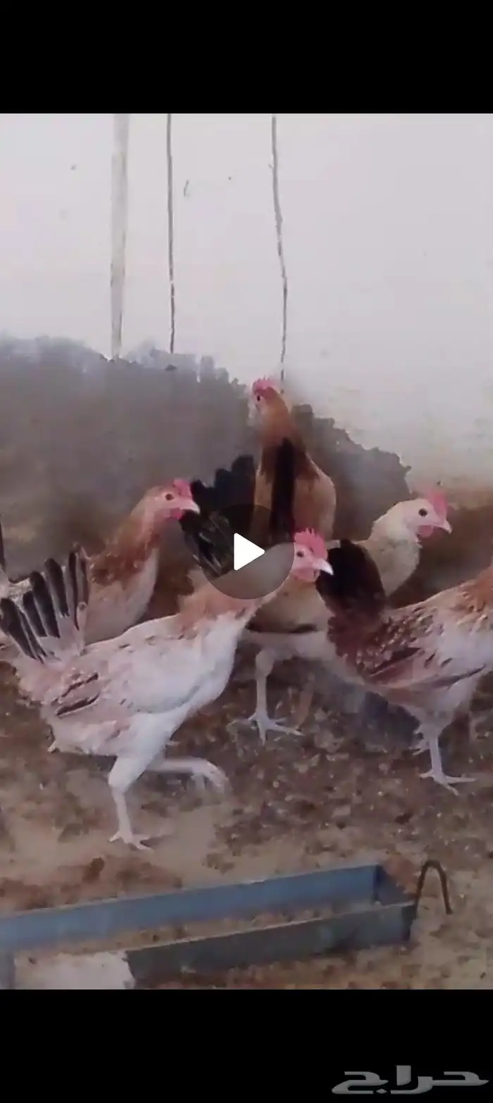 دجاج بشاير للبيع العدد 14 1