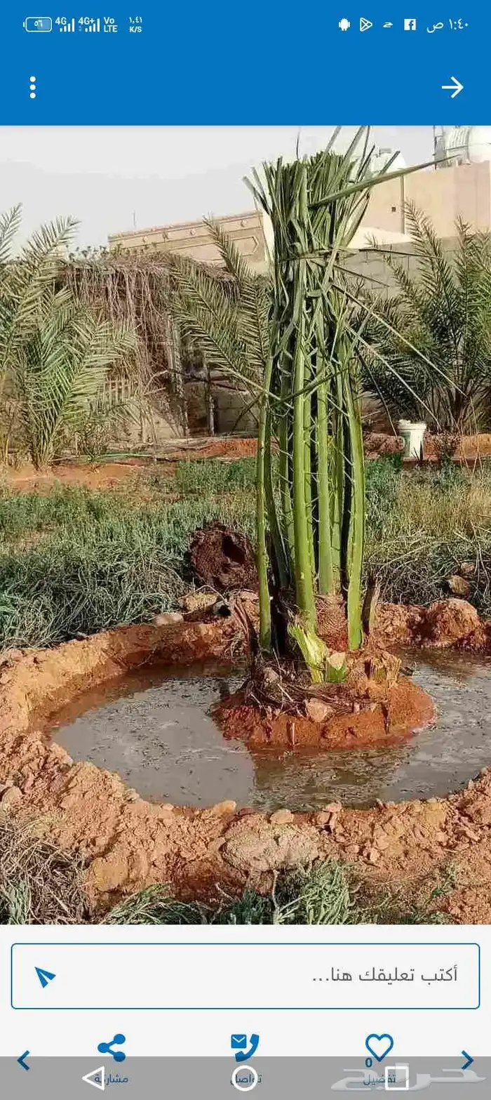 اعلان عن نخل عربي واشنطن من المتر الى السته المتر متوفر 6