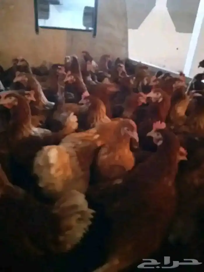 مشرف مزارع الدواجن وليه خبره عاليه في هذا المجال 6
