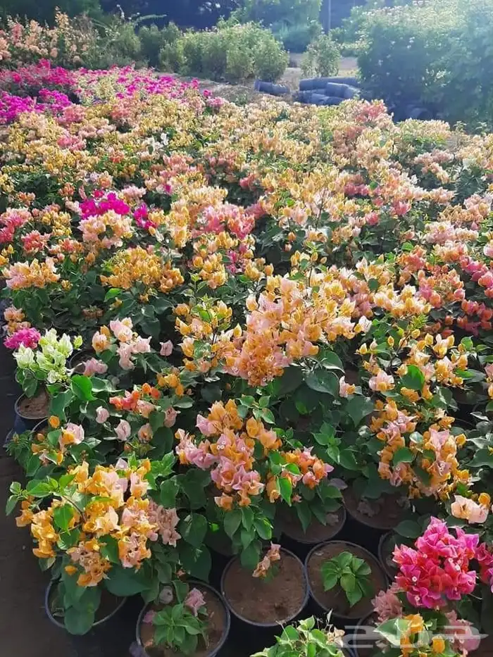 مشتل تنسيق حدائق 9