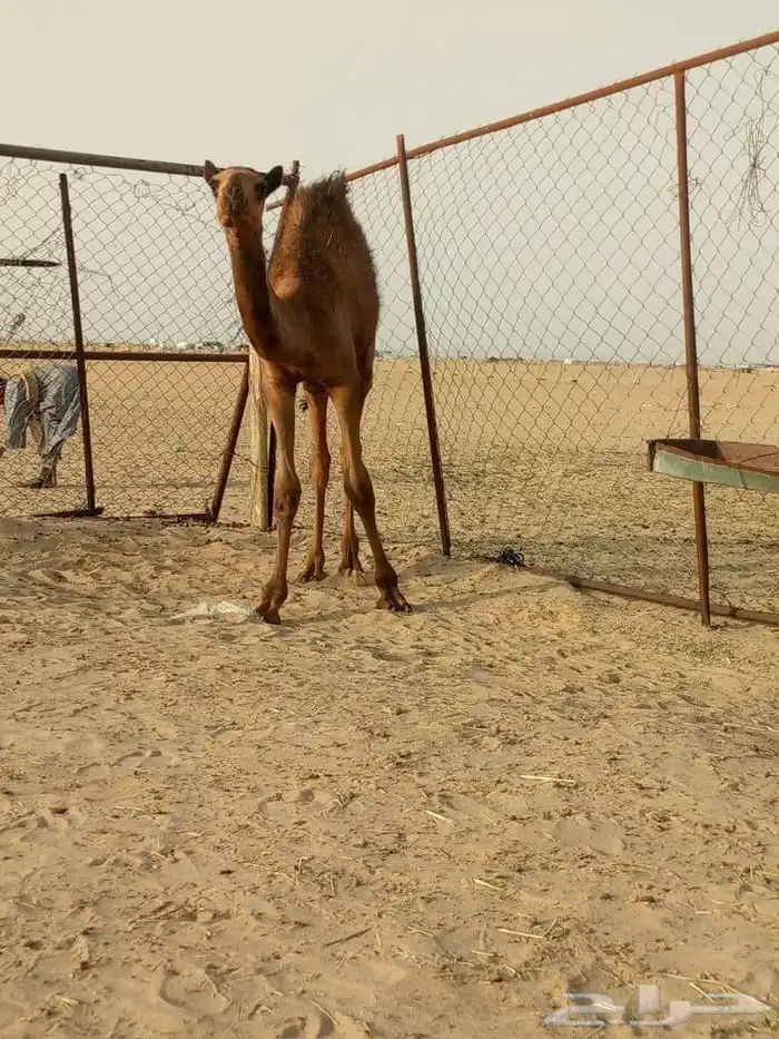 قعود سمين على الحليب والملبن عمره 5 أشهر 0