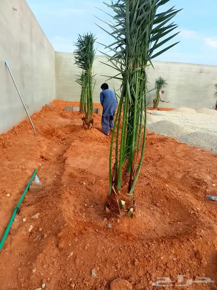 نخل للبيع شيشي عجوه مجدول صقعي نخيل فروخ نقايل جثايث انواع 4