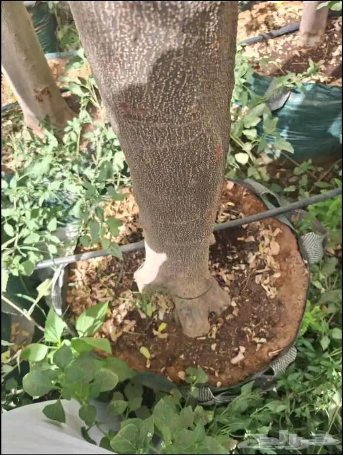 اشجار ضل كبيره الحجم سماكات عاليه 0