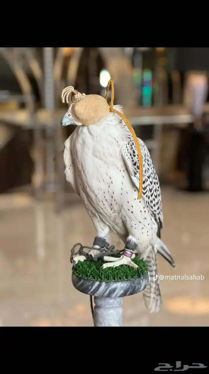 اجار صقور جمال ركبي وا خيول وا دبابات بي اليوم وا الاسبوع 0