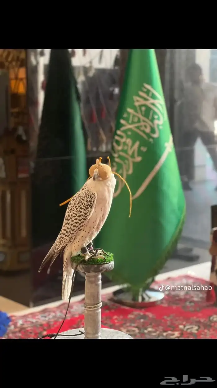 اجار صقور جمال ركبي وا خيول وا دبابات بي اليوم وا الاسبوع 2