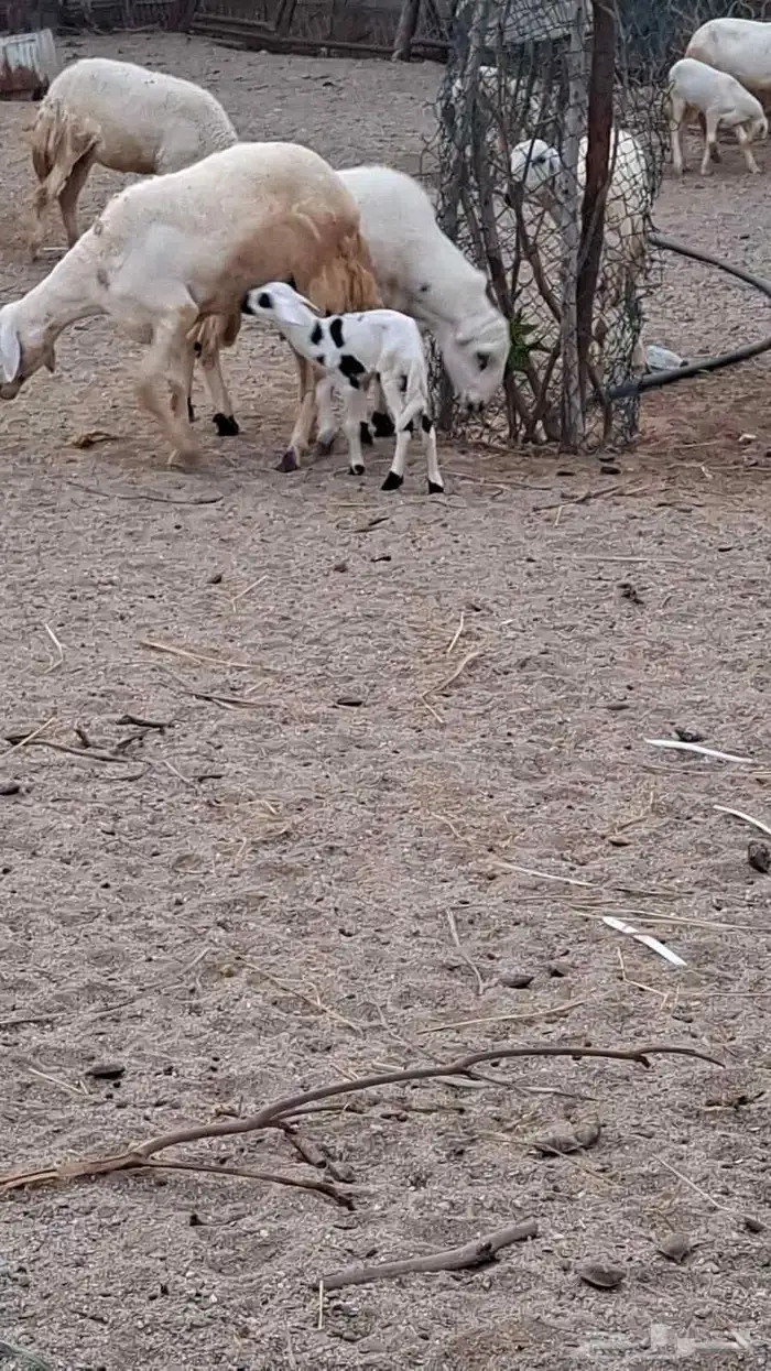 كبش فحل ضراب للبيع او البدل 0