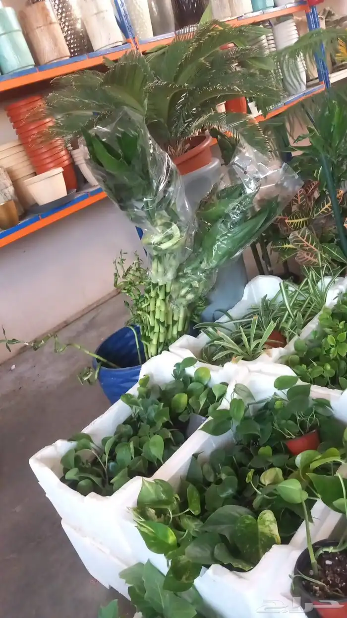 تنسيق حدائق ابو عدي 9