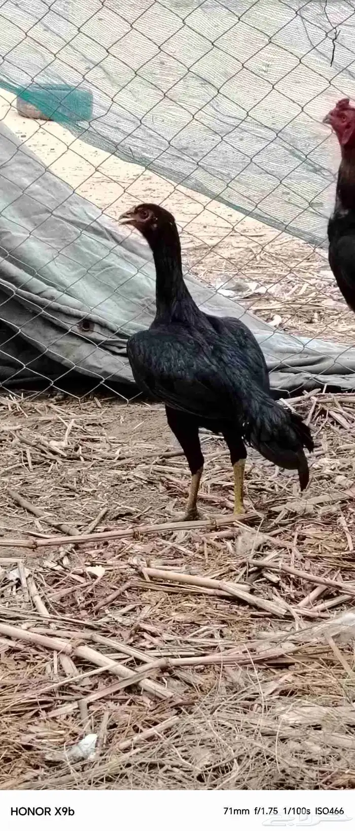 دجاجه بكستنيه 0
