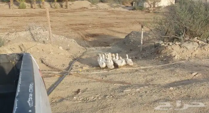 بط للبيع نظيف 0