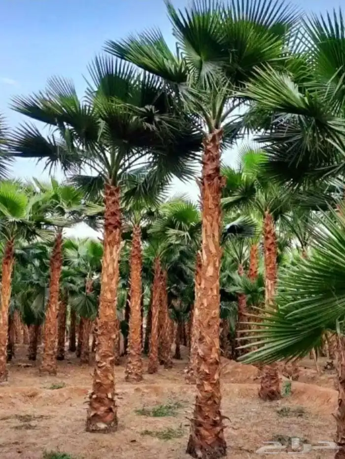 نخل واشنطني واشنطونيا للبيع 0