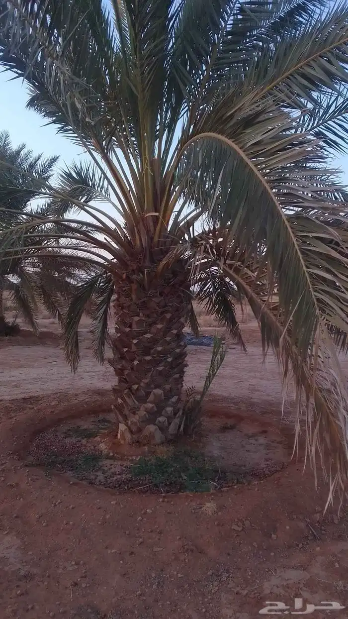نخيل للبيع برحي وخلاص وخضري كما يوجد واشنطني 6