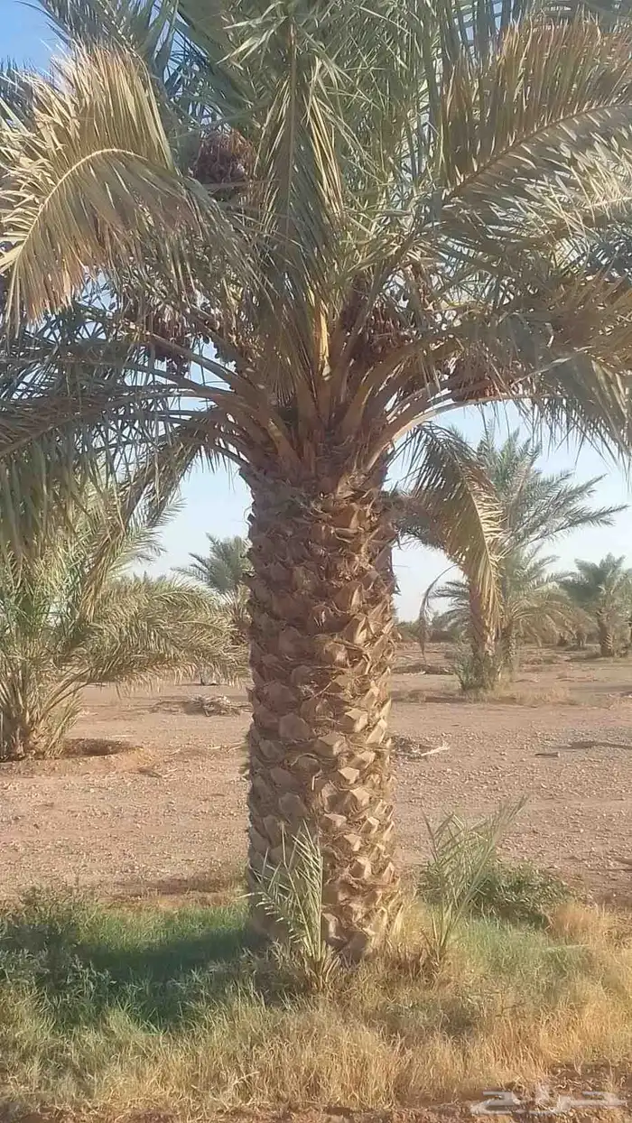 نخيل للبيع برحي وخلاص وخضري كما يوجد واشنطني 5