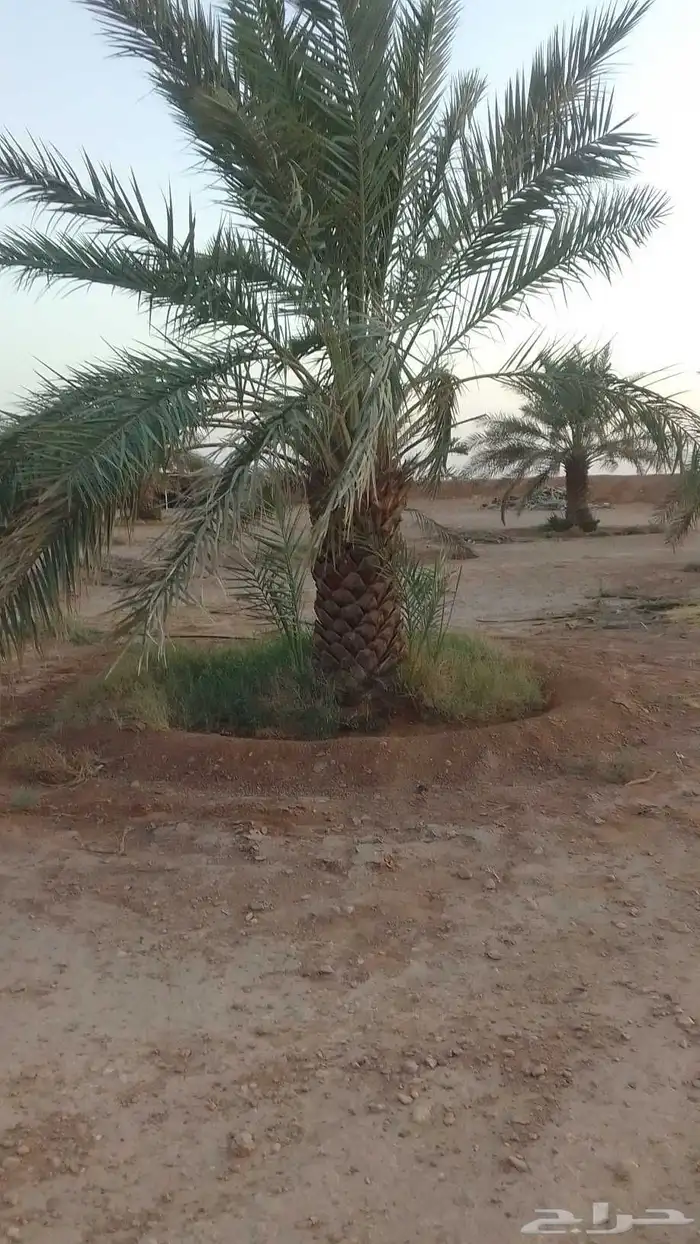نخيل للبيع برحي وخلاص وخضري كما يوجد واشنطني 0