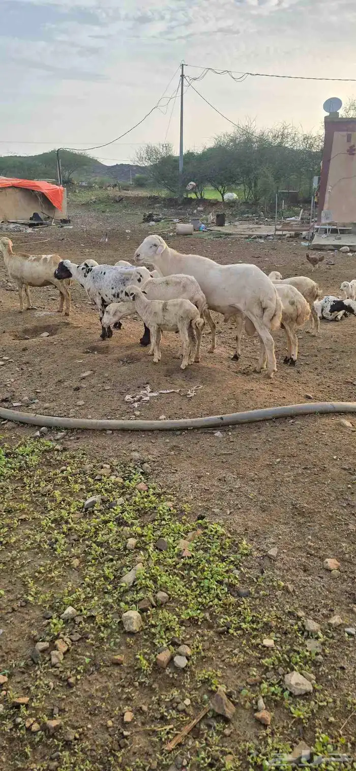 كبش فحل 1
