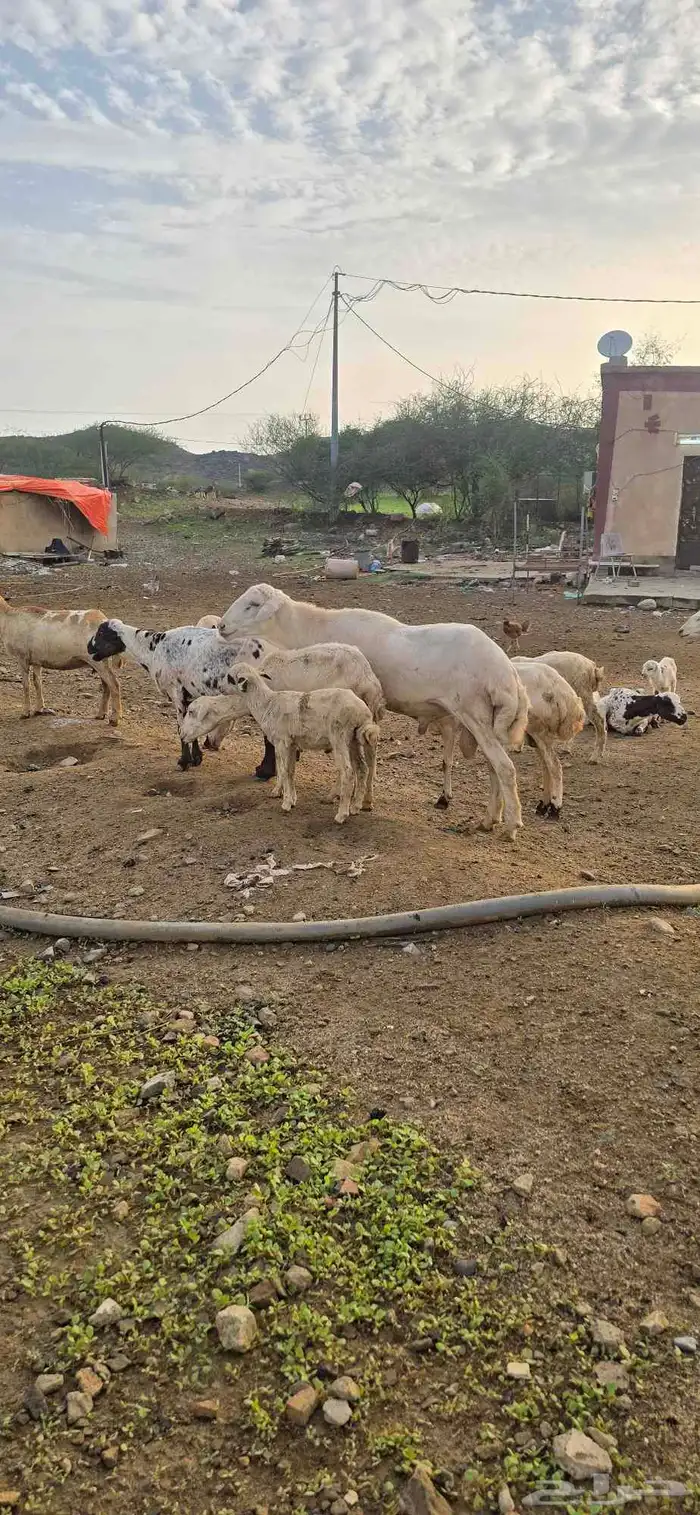 كبش فحل 0
