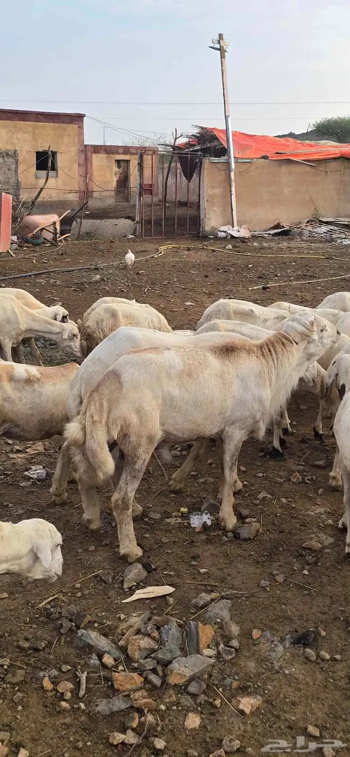 كبش فحل 4