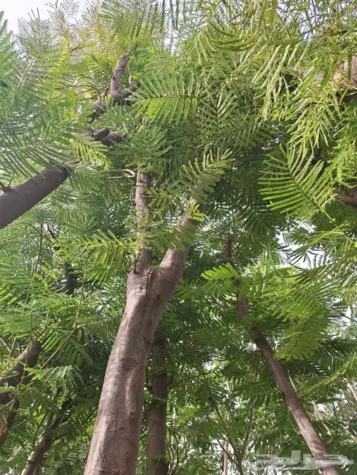 اشجار ضل كبيره الحجم سماكات عاليه 1
