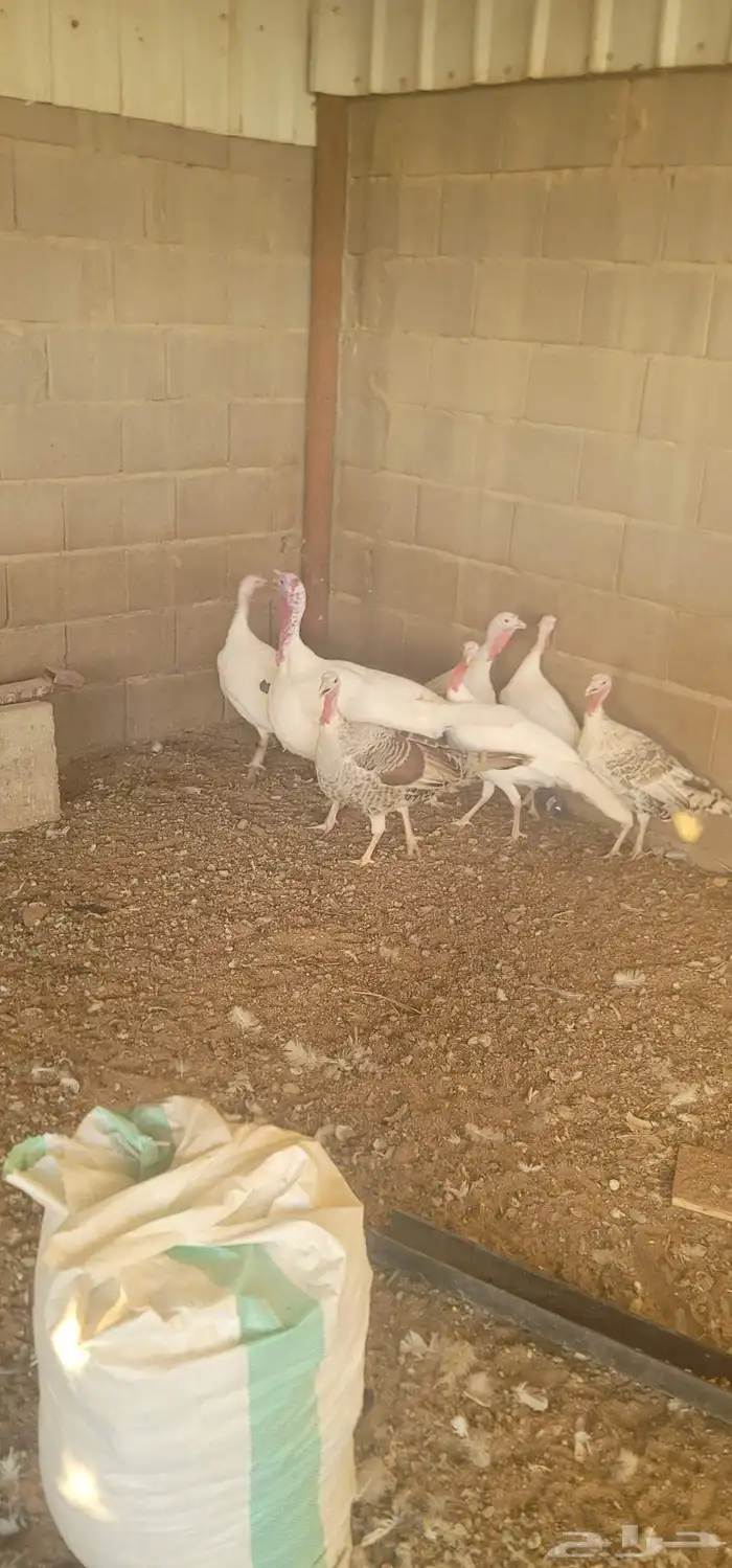 دجاج رومي 11