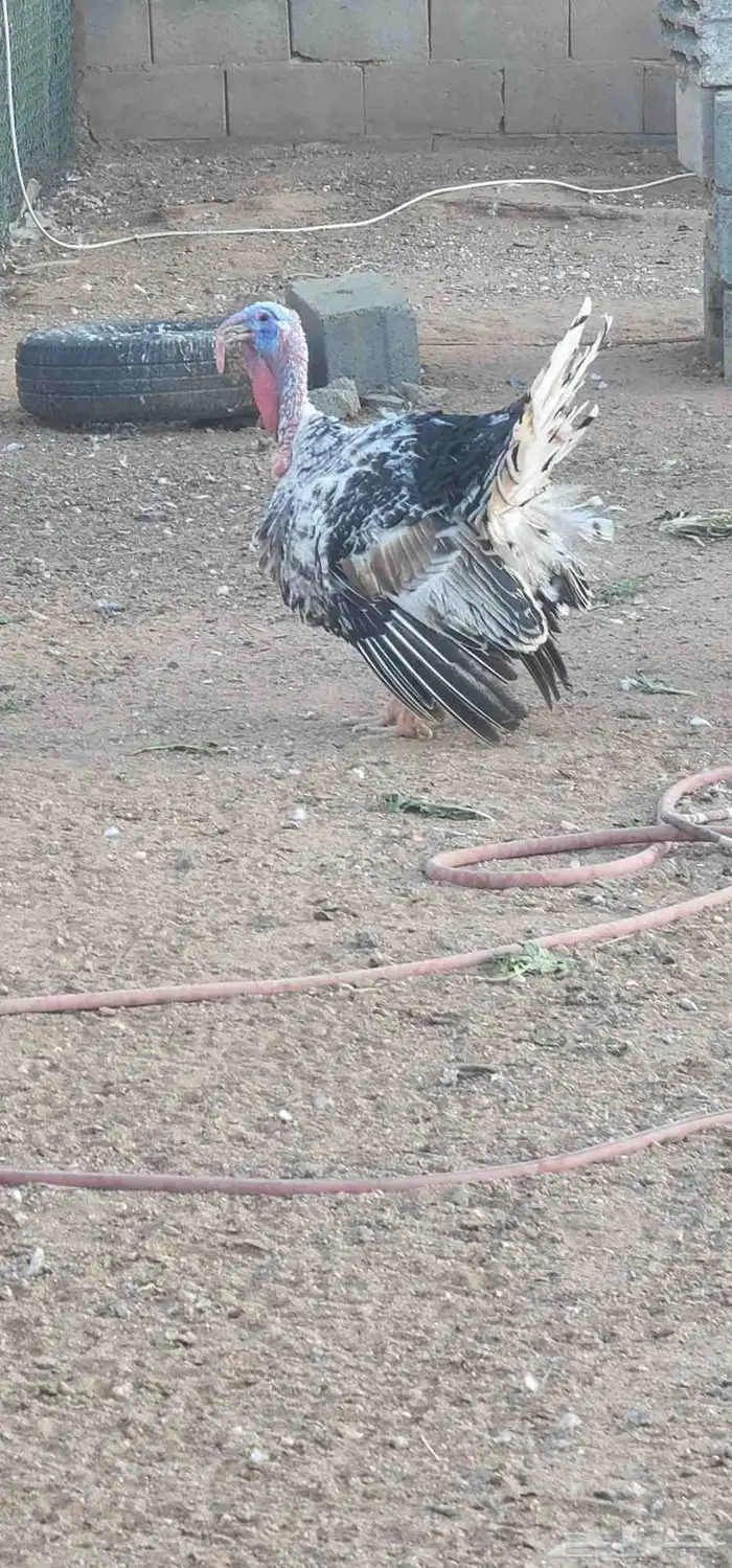 دجاج رومي 3