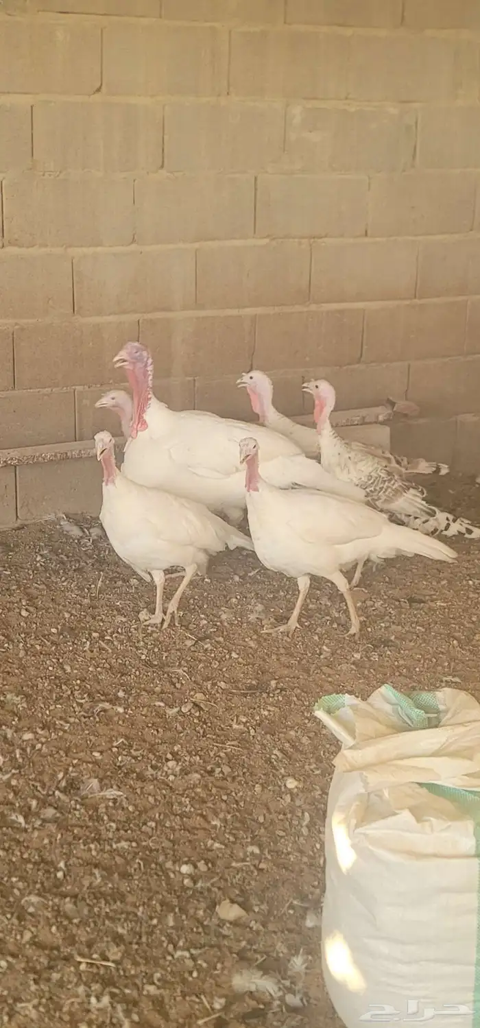 دجاج رومي 7
