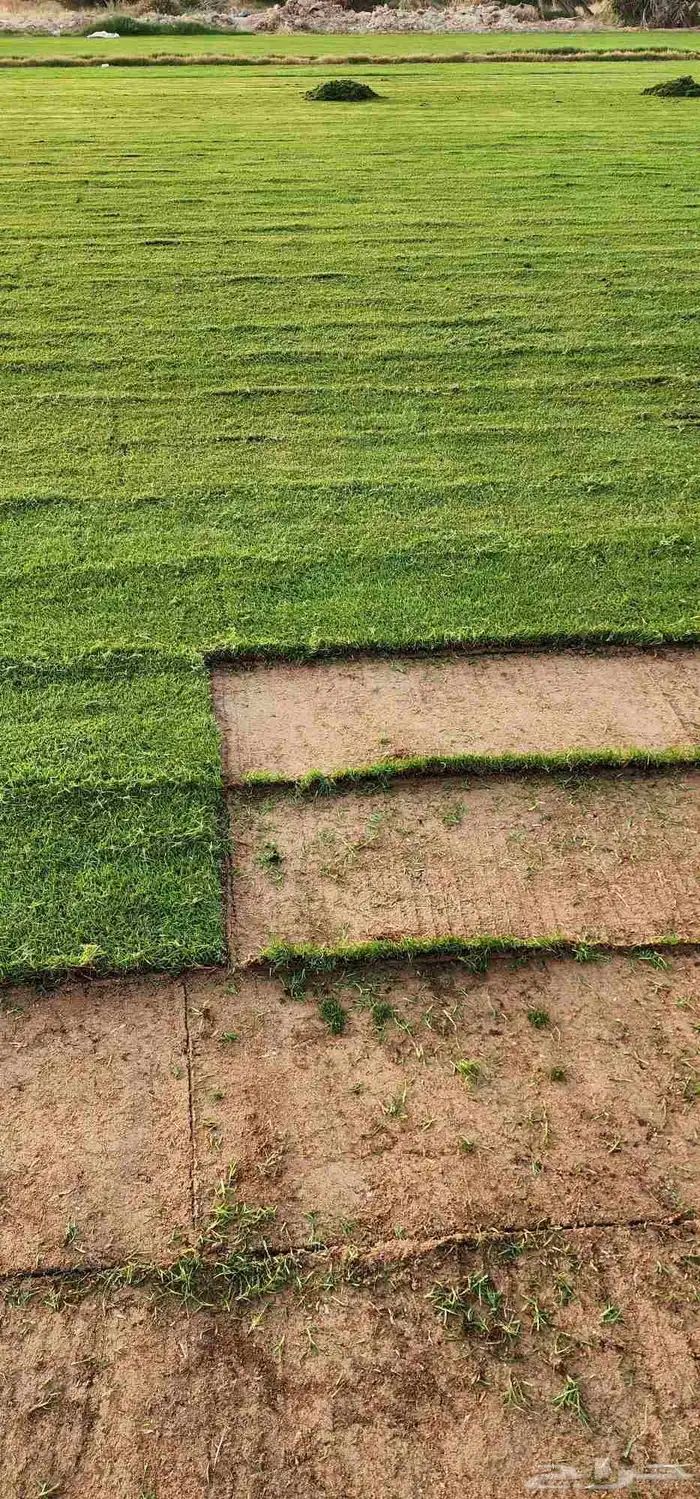 ثيل طبيعي سي الفين 5