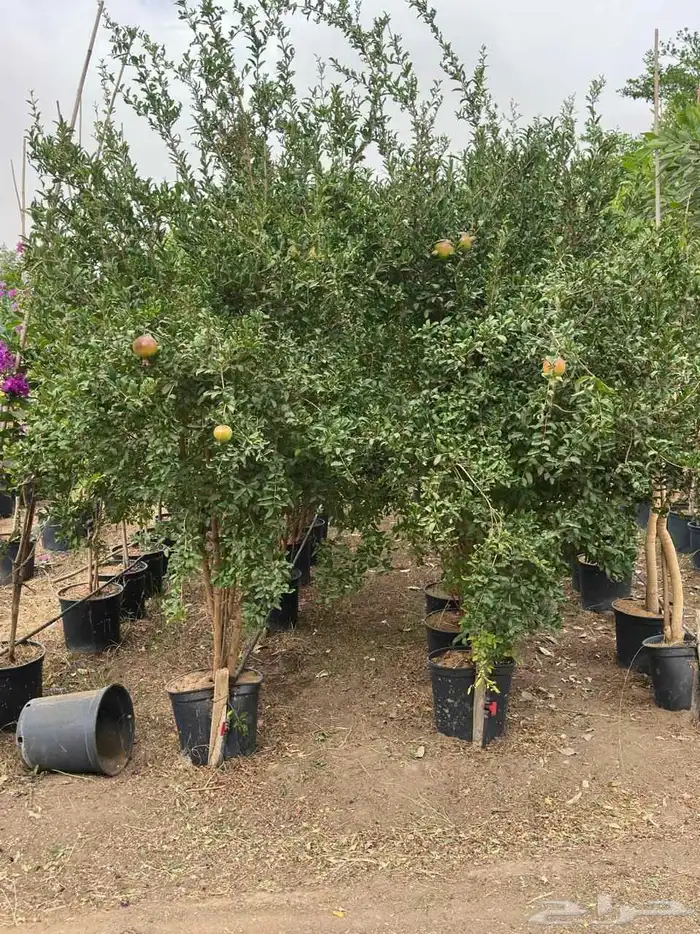 اشجار مثمرة واشجار زينة واشجار ظل   نجران 0